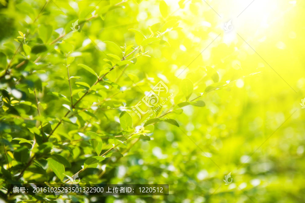 綠葉和明亮的太陽(yáng)