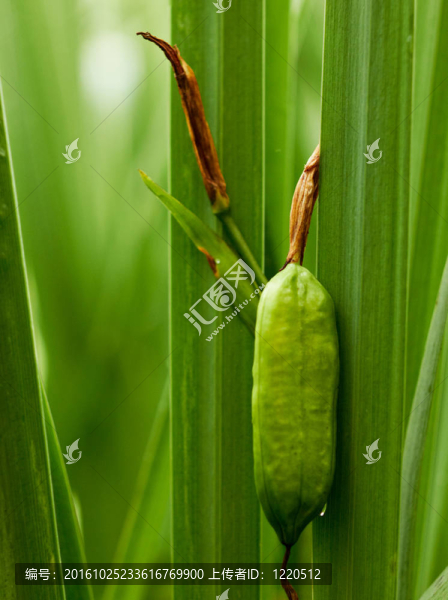蘆葦