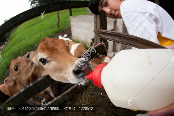 饑餓的小牛在哥斯達(dá)黎加的農(nóng)場(chǎng)