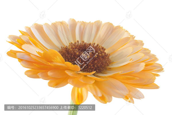 金盞花