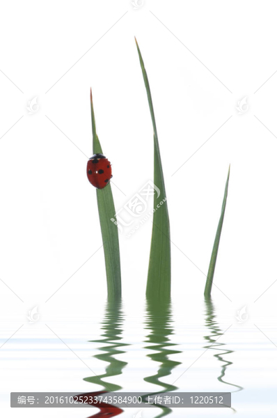 和瓢蟲的青草