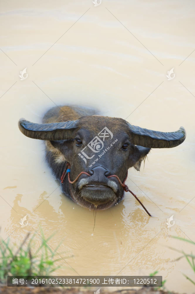 水牛洗澡