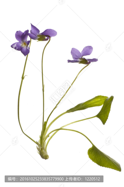 白色的紫羅蘭花