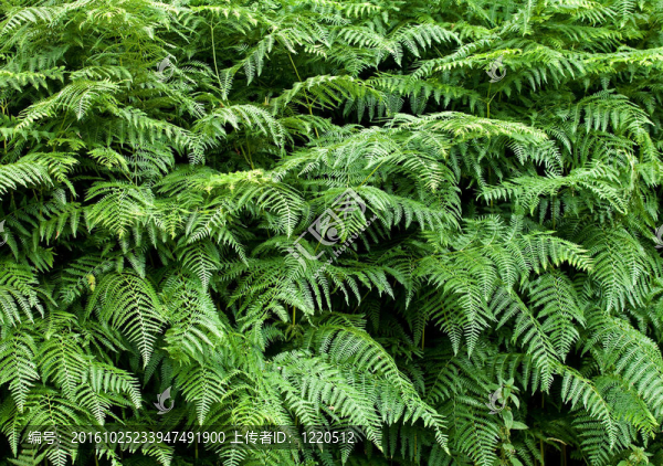 蕨類(lèi)紋理背景1