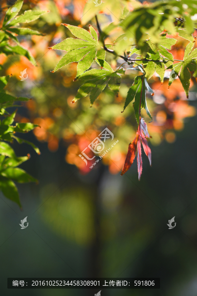 紅楓葉