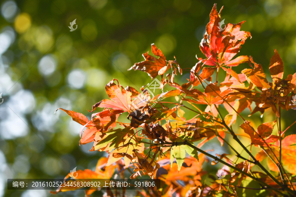 紅楓葉