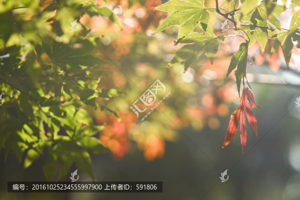紅楓葉