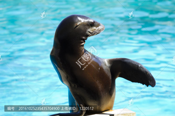 美麗的海獅玩動物表演