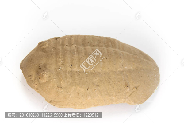 “三葉蟲asaphus