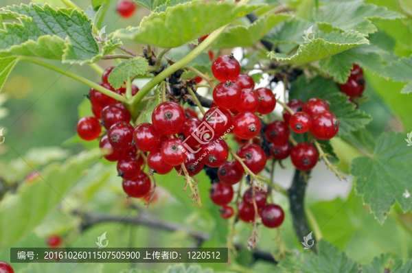 紅醋栗