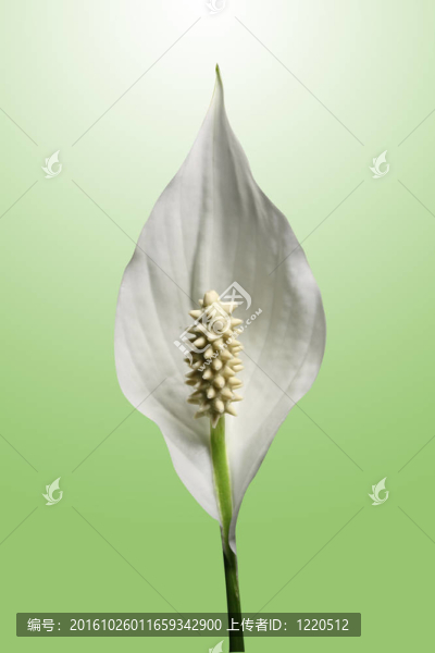 和平莉莉