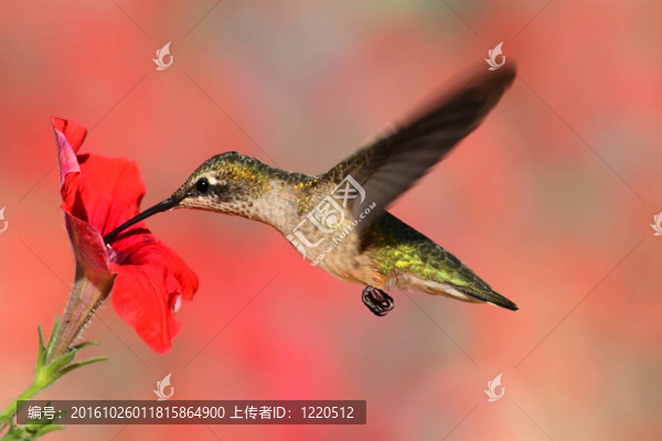 紅寶石喉蜂鳥(niǎo)在飛行