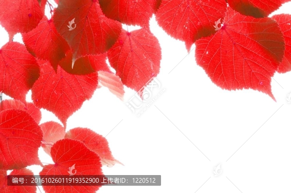紅色的秋葉
