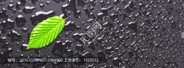葉與黑背景