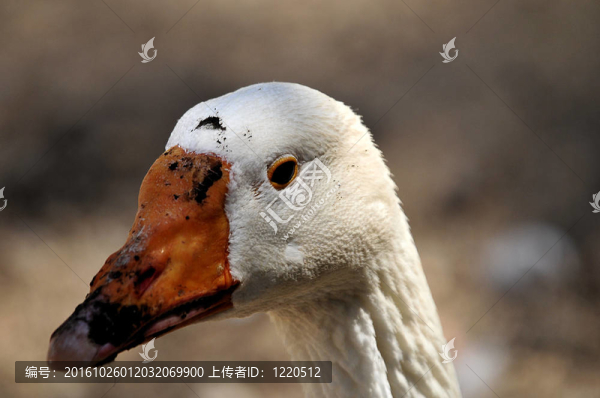 白鵝