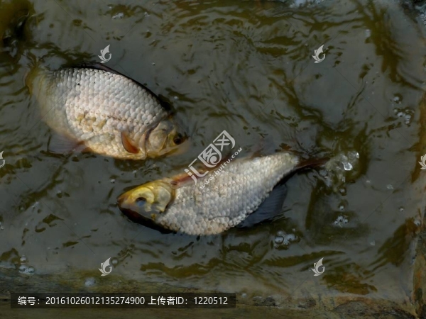魚。一個鯽魚。魚鱗。