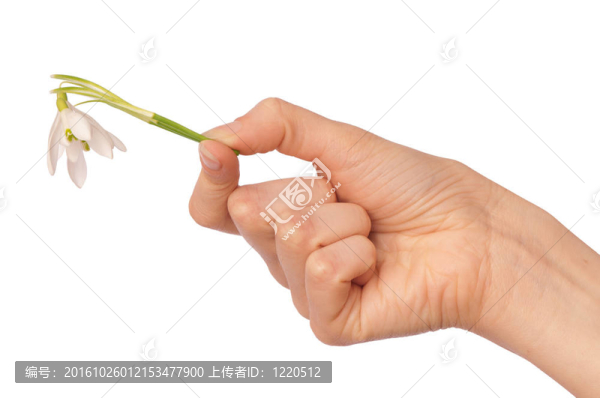 雪花蓮