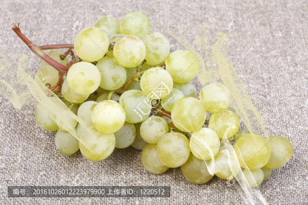 白葡萄品種麝香