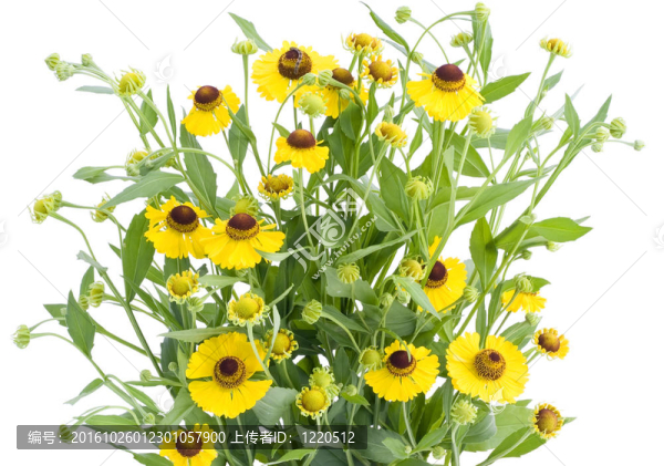 金雞菊的花布什