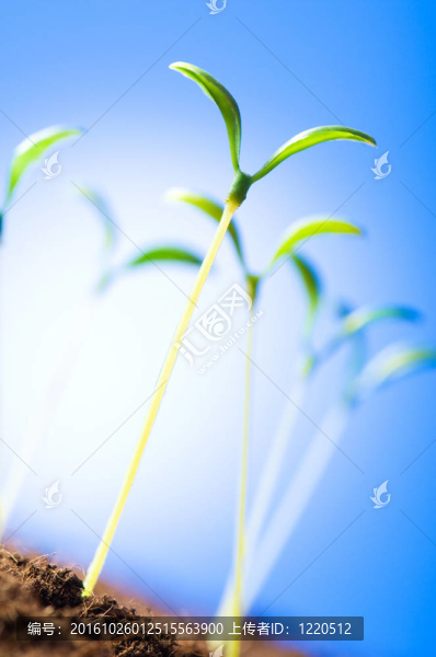 綠色苗木闡釋新生活理念