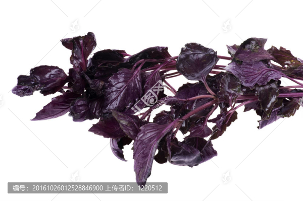 巴茲爾特寫