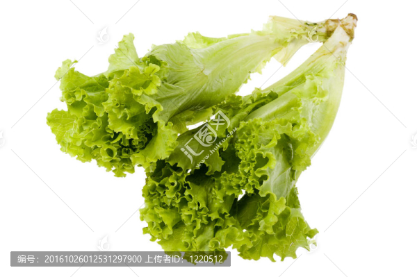 生菜白