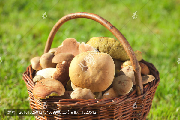 菜籃子里的蘑菇