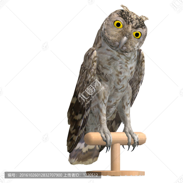 小貓頭鷹鳥。3D渲染與剪輯路徑和陰影超過白色