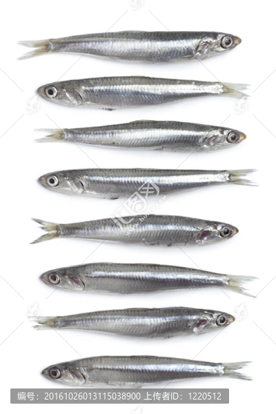 整個(gè)新鮮原歐洲鳀魚