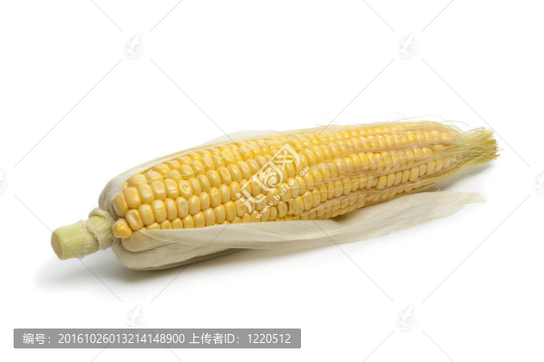 一個完整的新鮮的黃色甜玉米