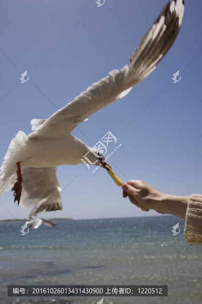 一個(gè)seagul吃出一個(gè)人的手。