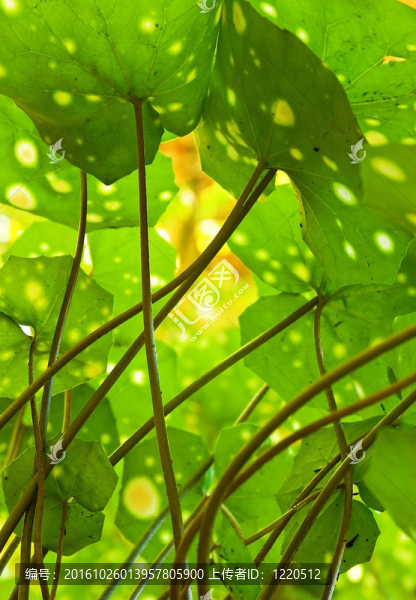 斑點(diǎn)橐吾