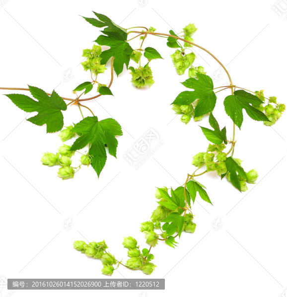 啤酒花植物纏繞的藤蔓
