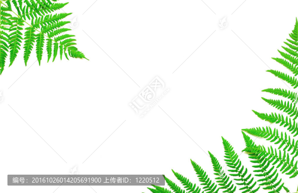 青蕨葉