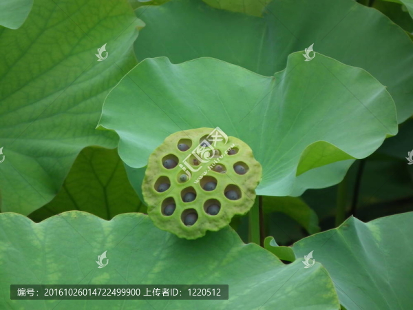 蓮藕