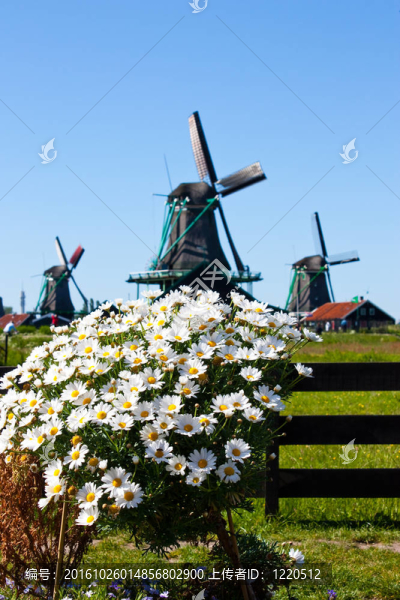 荷蘭的花
