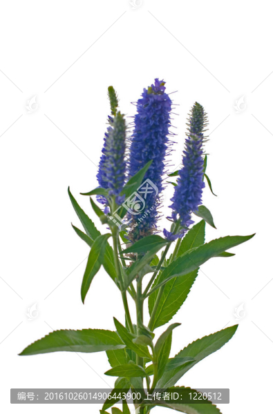維羅妮卡花穗