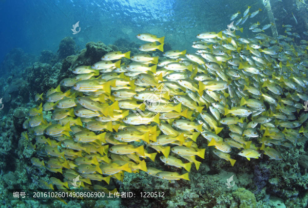 黑色SPT鯛魚