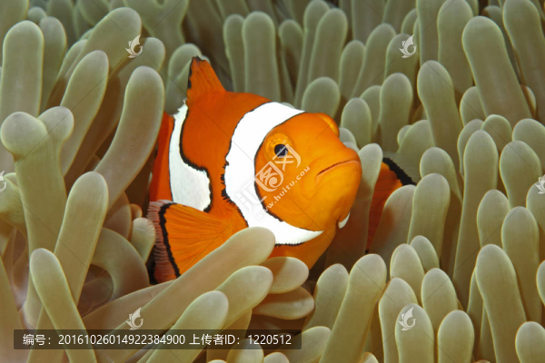 小丑魚