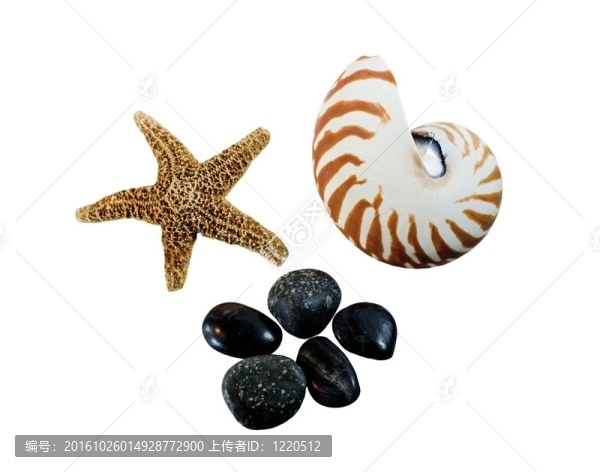 海星貝殼和石頭；