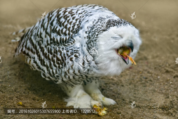 雪鸮（Bubo,scandiacus）喂養(yǎng)