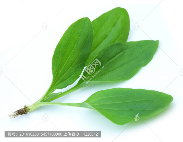 車(chē)前草（車(chē)前草）