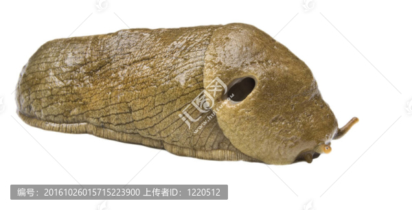 香蕉蛞蝓分離