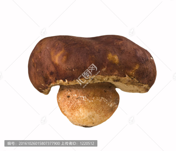 蘑菇白色隔離