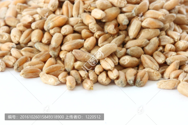 黑麥玉米收起來