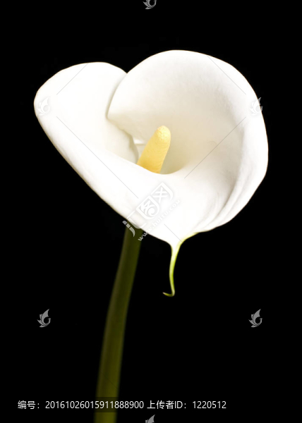 美麗的Calla,Llilies