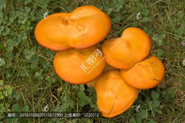 杰克O燈籠蘑菇