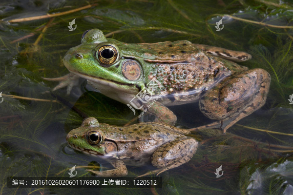 兩牛蛙