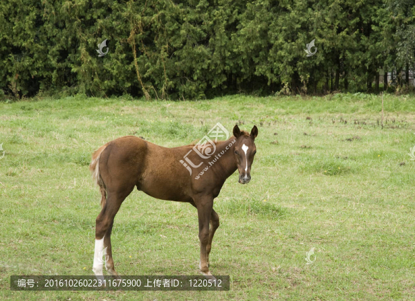 田野里的年輕馬