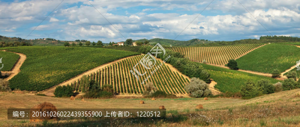 托斯卡納山地葡萄園鄉(xiāng)村景觀。